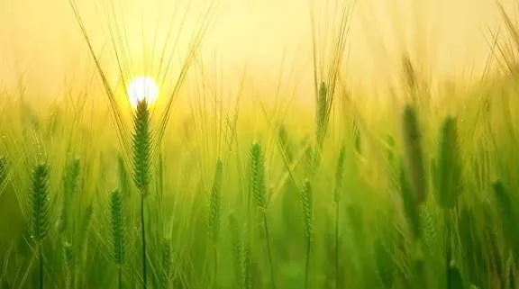 गेहूं की खेती कैसे करें: पूरी जानकारी और सही तरीका